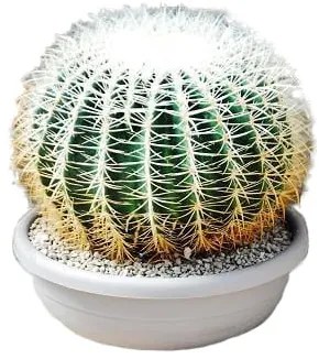 Pianta da interno ECHINOCACTUS GRUSONII SPINA ALBIS D.CM40