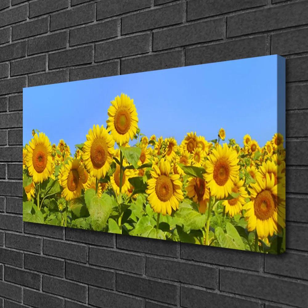 Stampa quadro su tela Pianta di fiori di girasole 100x50 cm