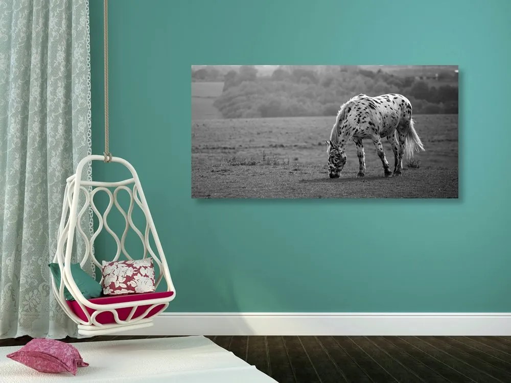Quadro su tela – Cavallo nel prato in bianco e nero