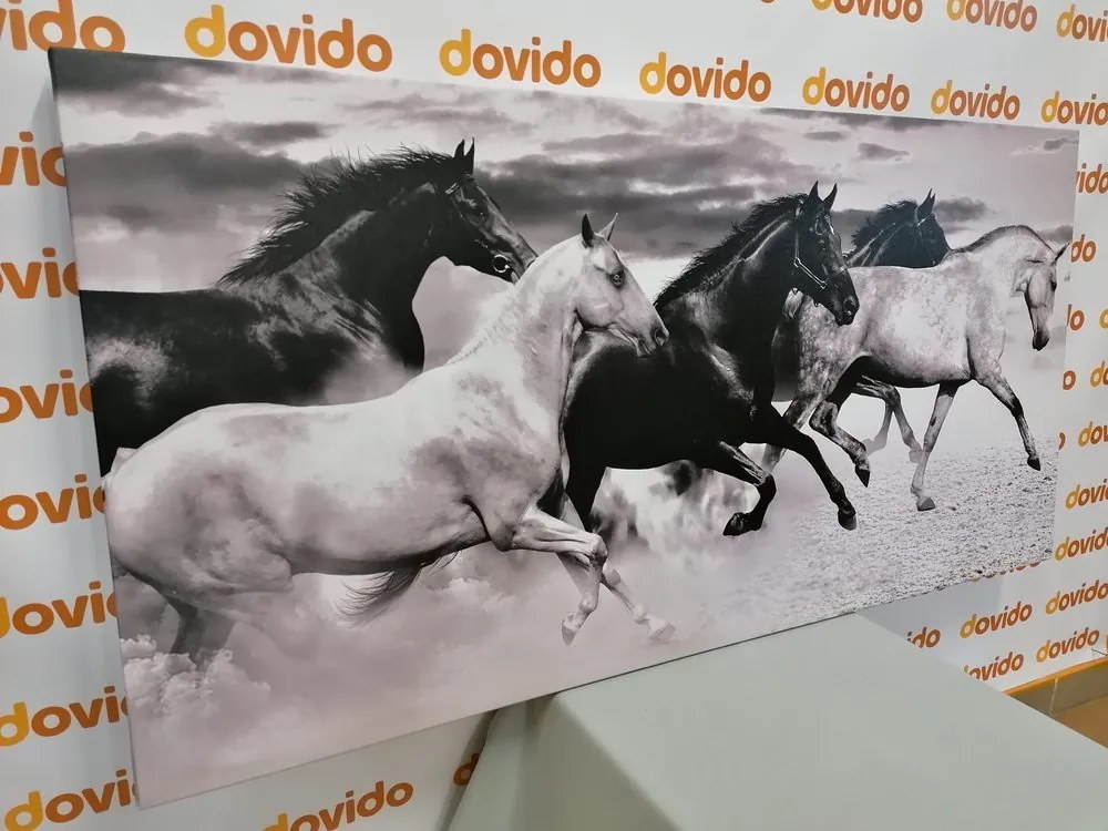 Quadro su tela – Branco di cavalli in bianco e nero
