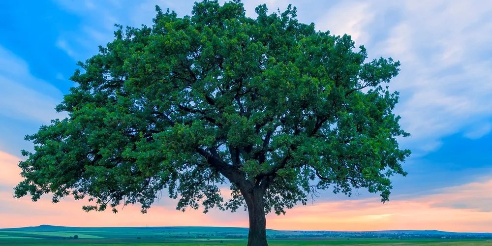 Quadro su tela – Quercia solitaria