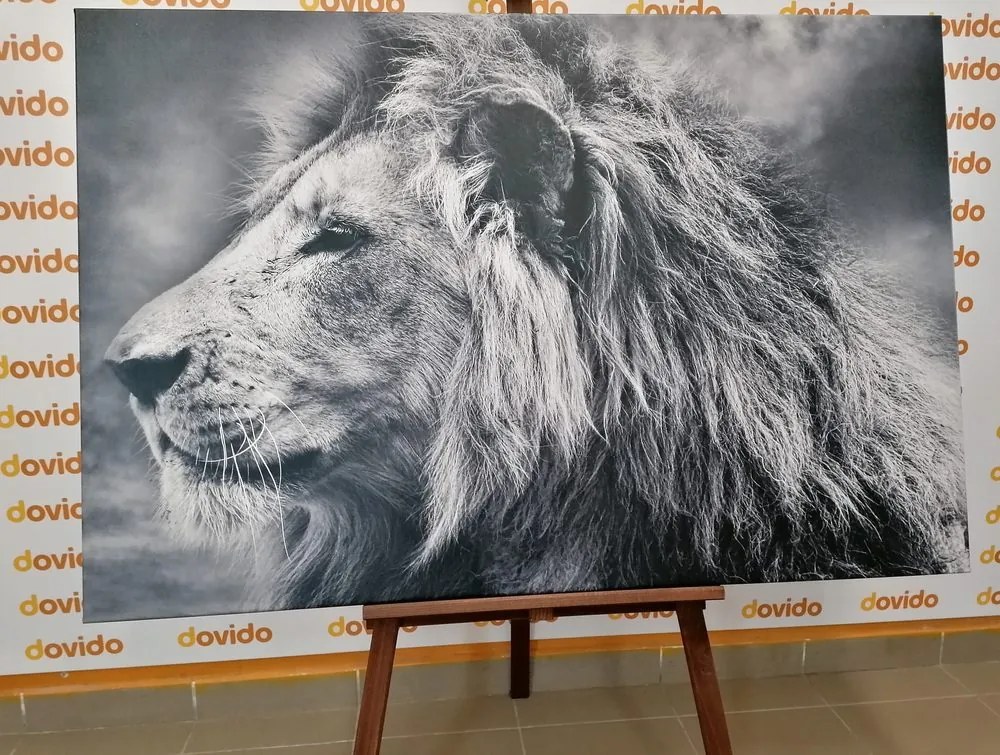 Quadro su tela – Leone africano in bianco e nero