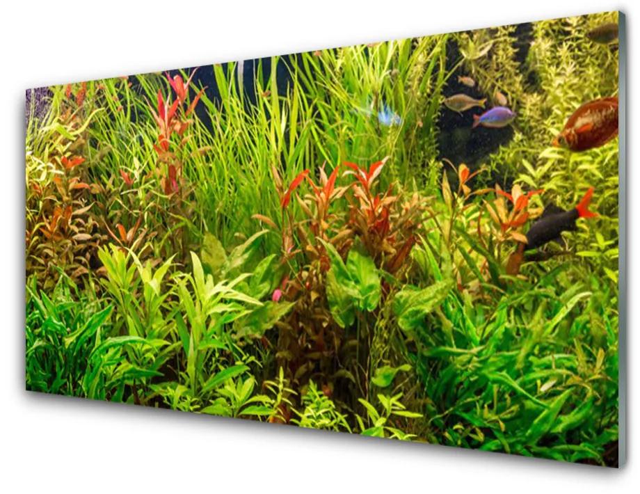 Quadro vetro acrilico Acquario, pesci, piante 100x50 cm