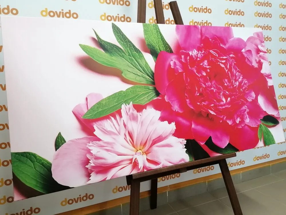 Quadro su tela – Peonie in rosa