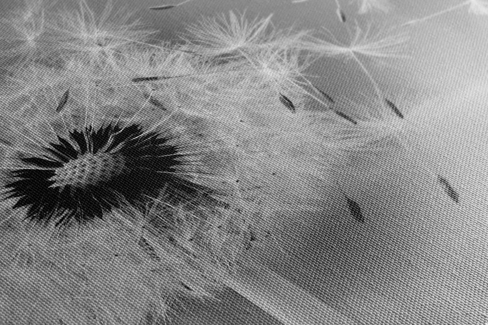 Stampa su tela – Dente di leone magico in bianco e nero