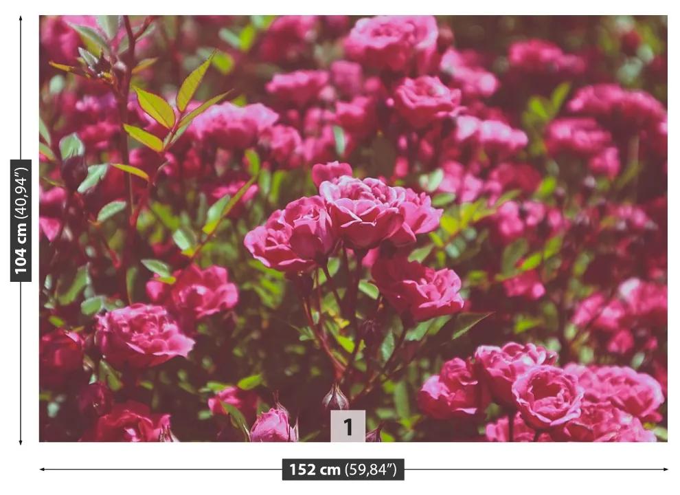 Carta da parati Rose rosa 104x70 cm