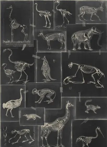 Skelett Tapete Zooarchaeology von MIND THE GAP - WP20237