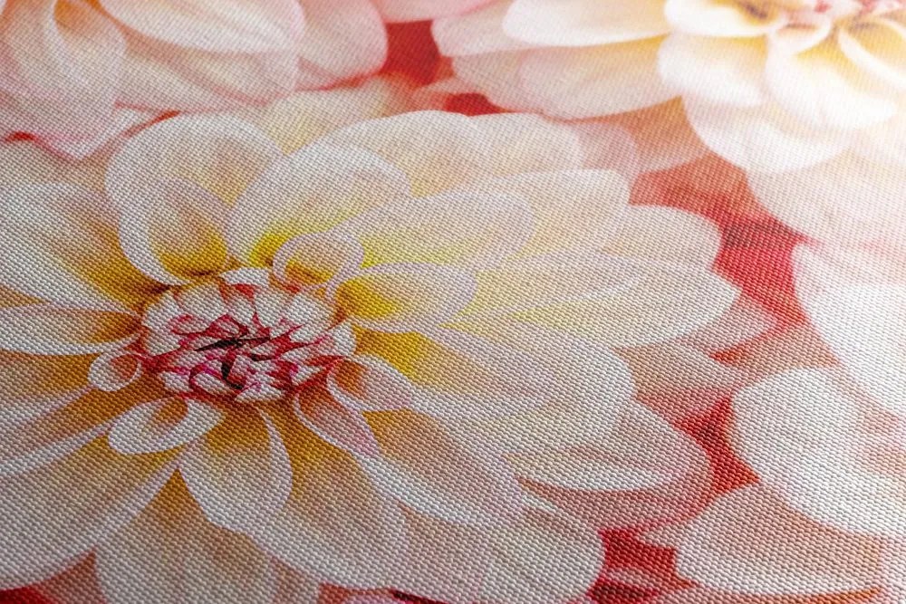 Stampa su tela – Fiori delicati di dalia