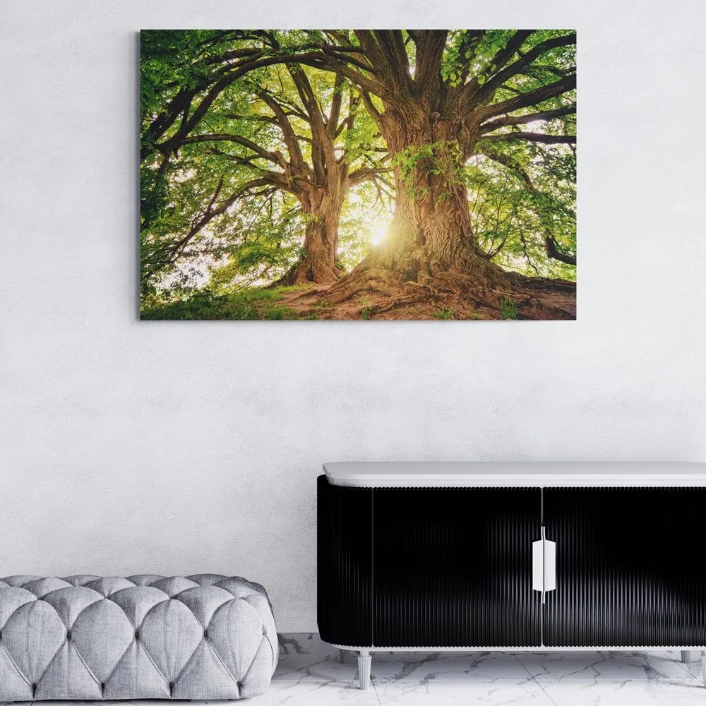 Stampa su tela – Alberi maestosi
