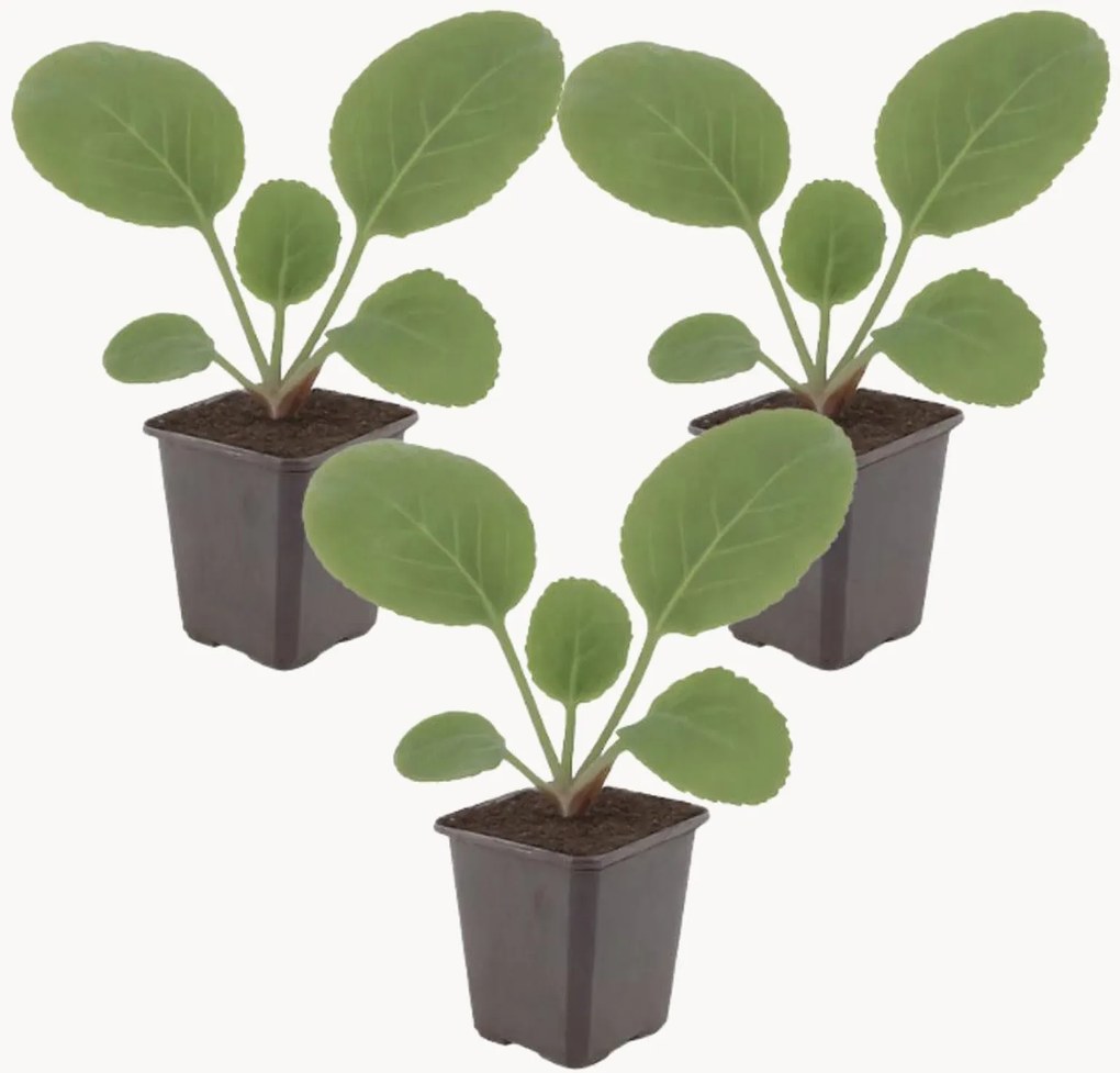 Set di 3 piante vere Bergenia Cordifolia
