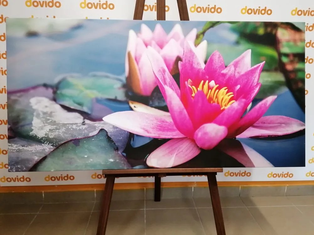 Quadro su tela – Fiore di loto rosa