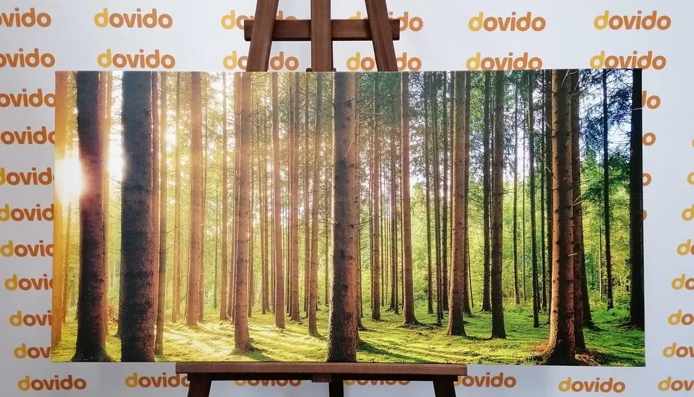 Stampa su tela – Mattina nella foresta