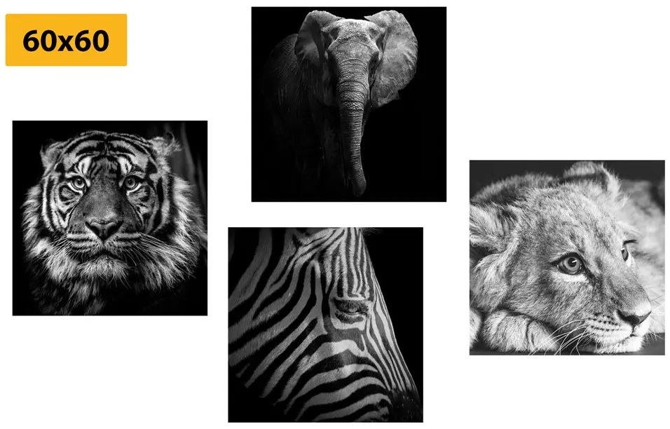 Set di quadri – Animali selvatici in bianco e nero