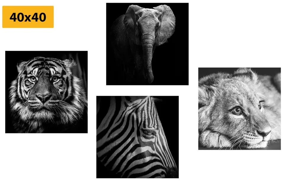 Set di quadri – Animali selvatici in bianco e nero
