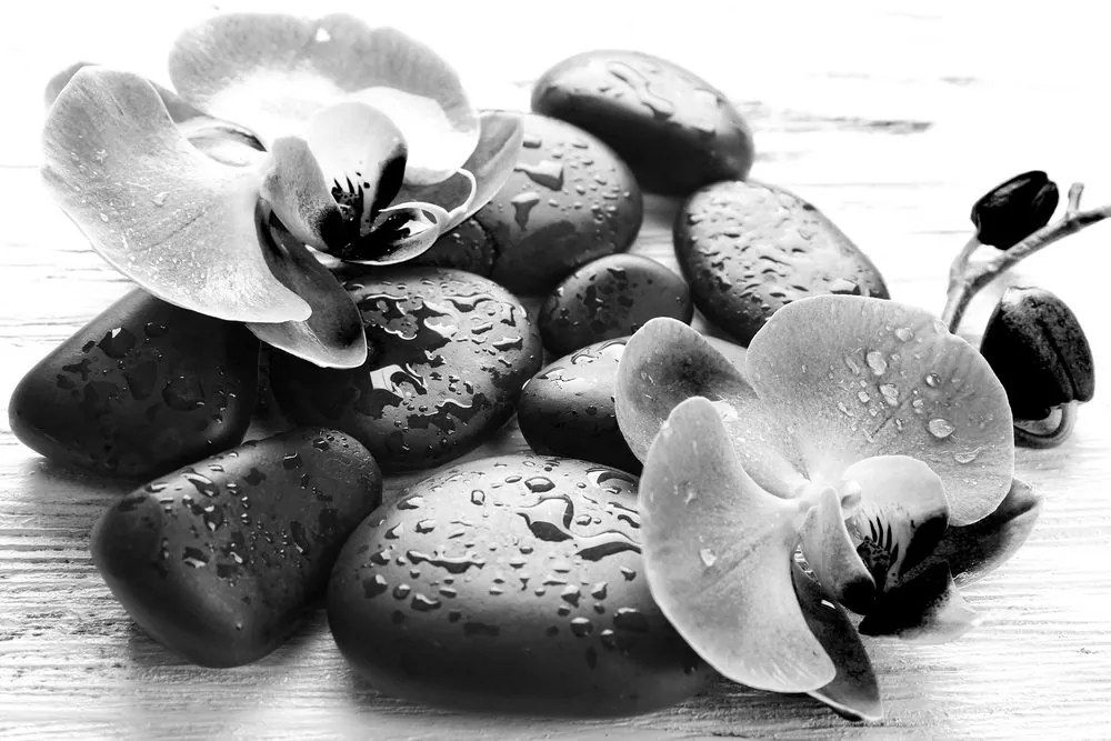 Quadro su tela – Bella armonia di pietre e orchidee in bianco e nero