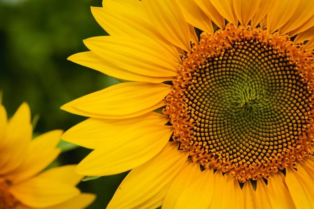 Stampa su tela – Girasole giallo