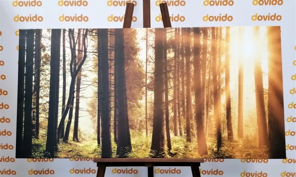 Quadro su tela – Foresta inondata di sole