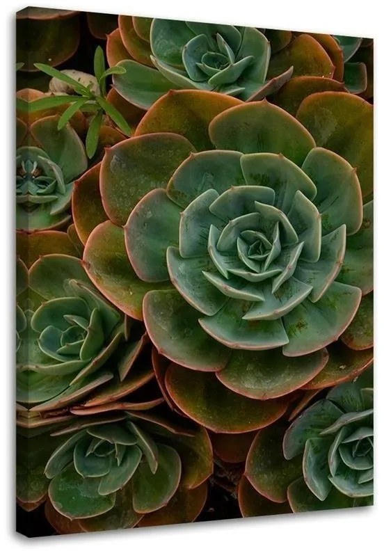 Quadro su tela, Fiore verde succulento  Dimensioni Tappeti 70x100