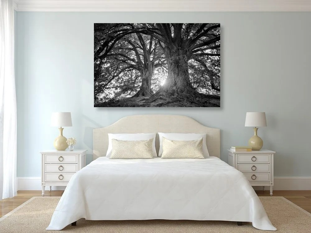 Quadro su tela – Alberi maestosi in bianco e nero