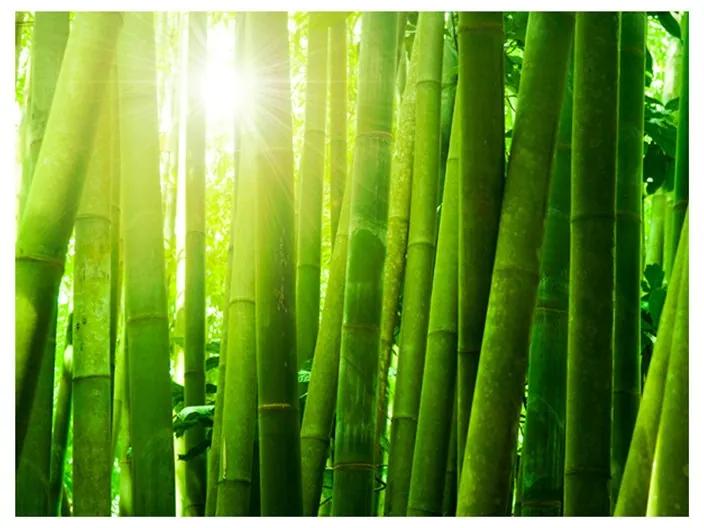 Fotomurale Sole e bambù