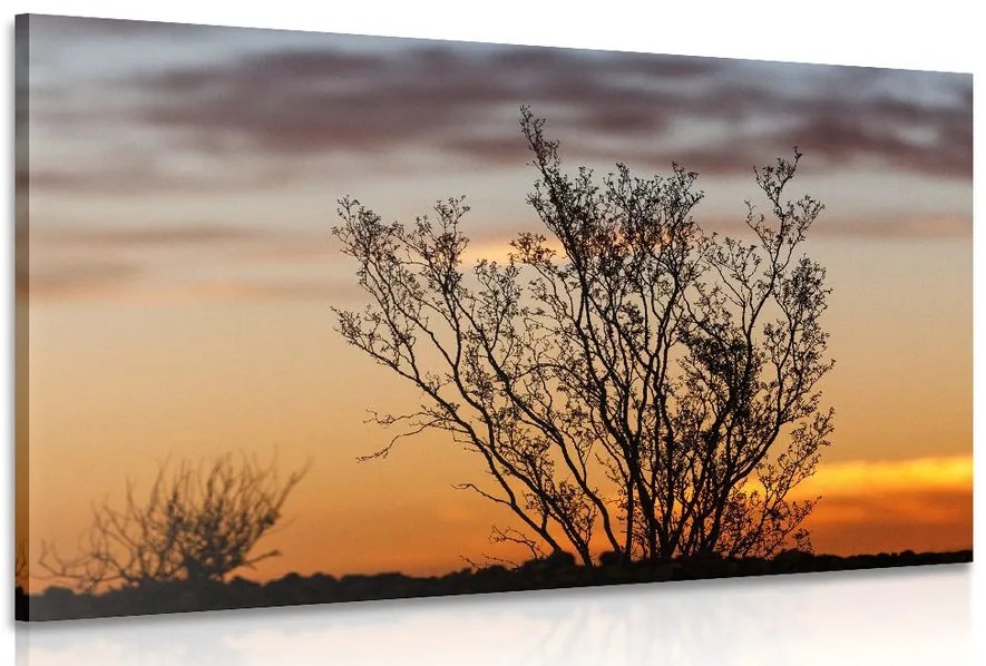 Stampa su tela – Rami al tramonto
