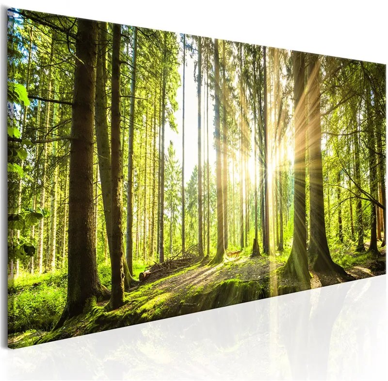 Quadro Daylight  Colore Verde, Dimensioni e Misure 120x40