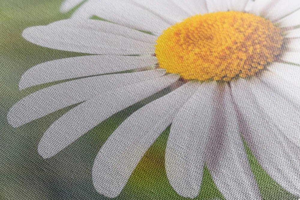 Stampa su tela – Fiori di camomilla
