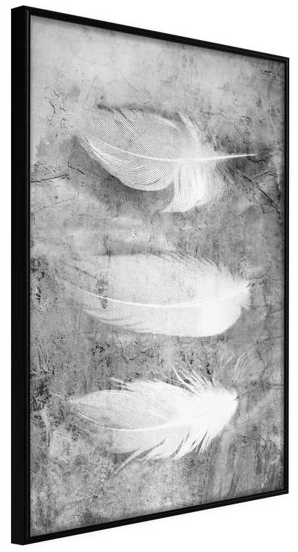 Poster  Delicate Feathers  Cornice Quadri Cornice nera, Larghezza x Altezza Home decor 30x45