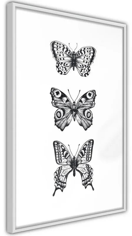 Poster Butterfly Collection III