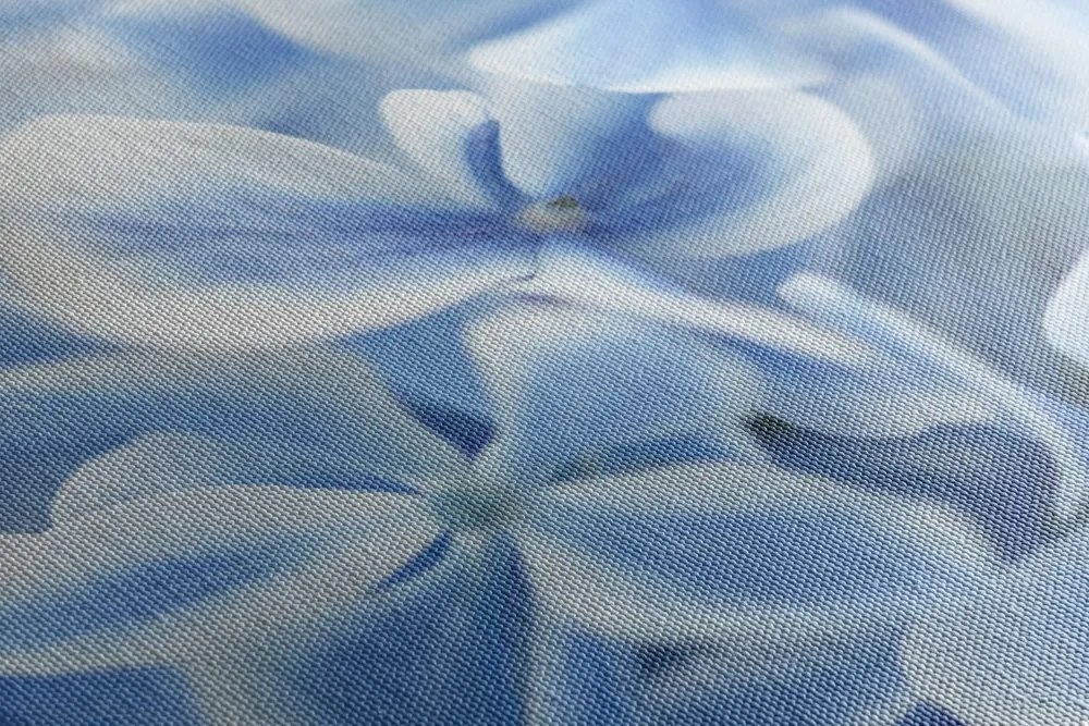 Stampa su tela – Fiori di ortensia blu-bianco