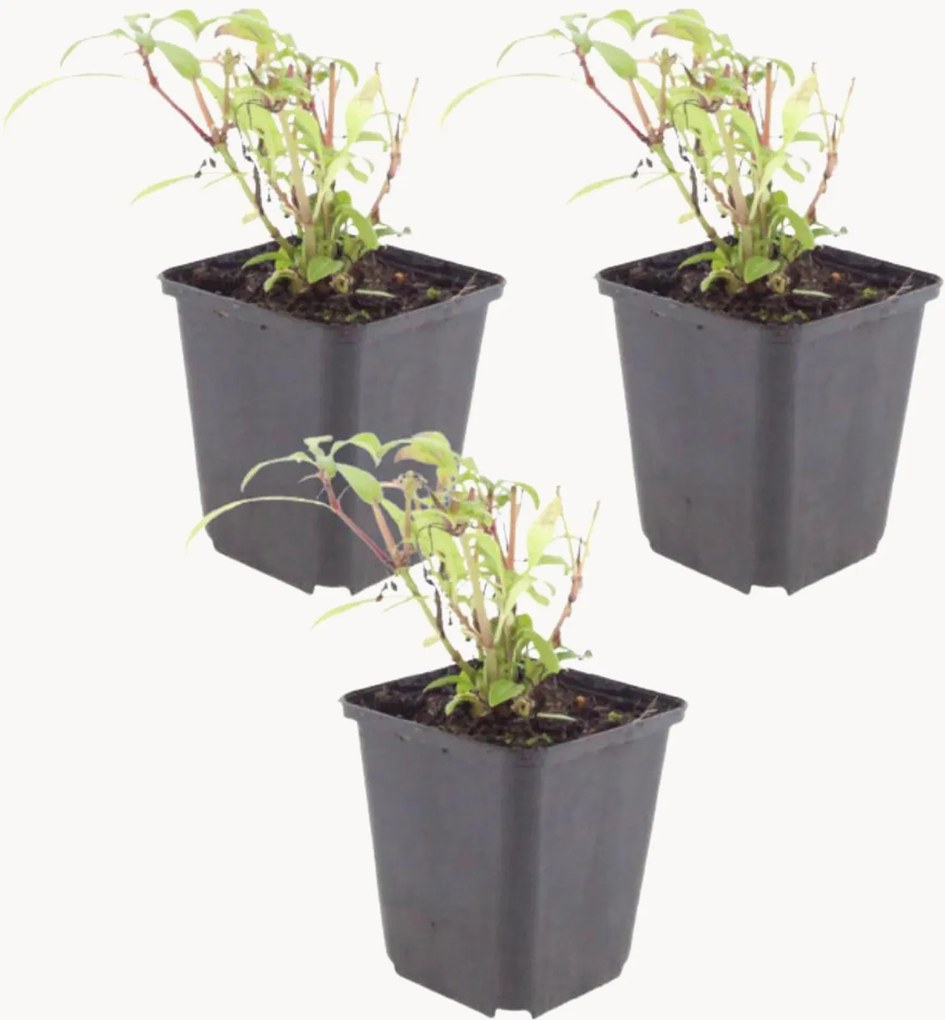 Set di 3 piante vere Valeriana rossa Centranthus Ruber Coccineus