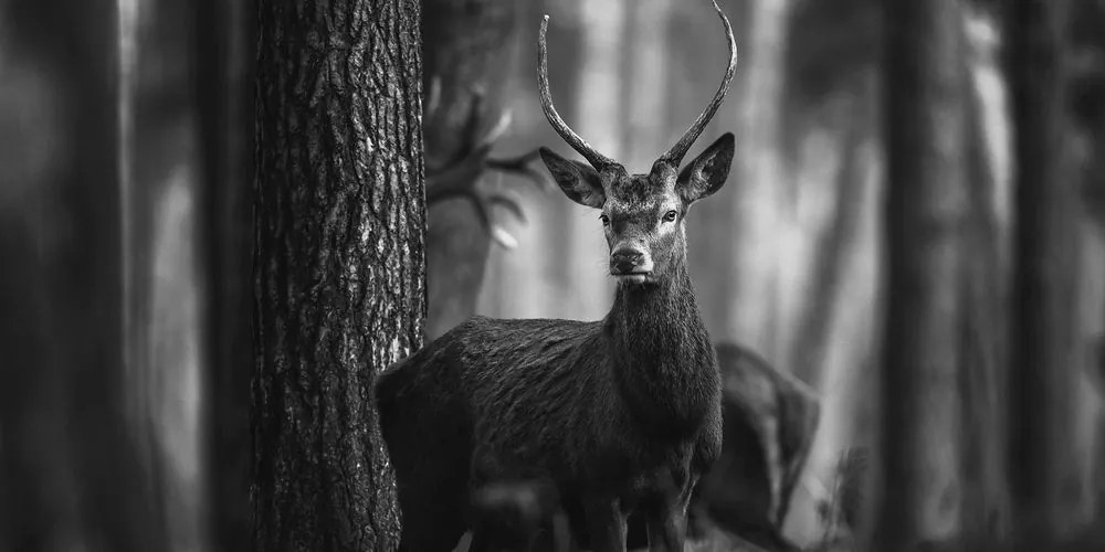 Stampa su tela – Cervo nel bosco in bianco e nero