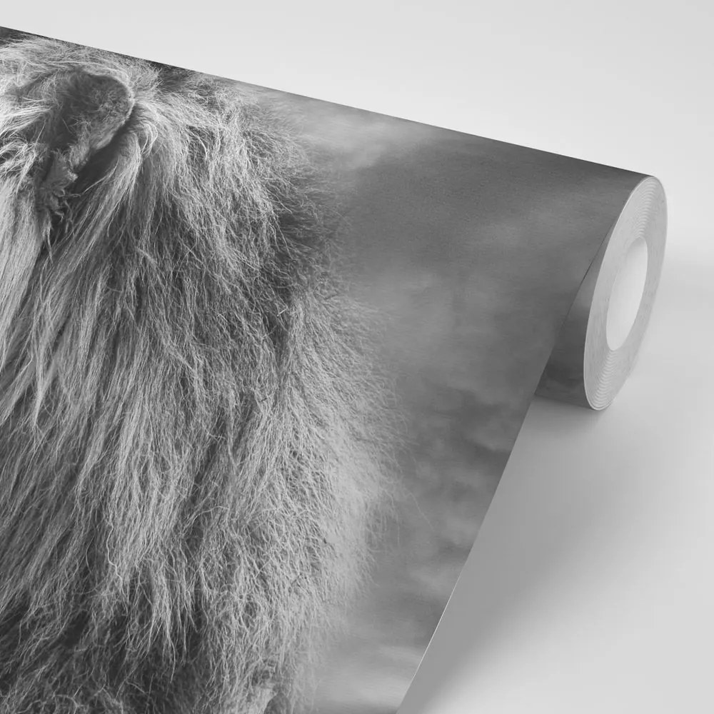 Carta da parati – Leone africano in bianco e nero