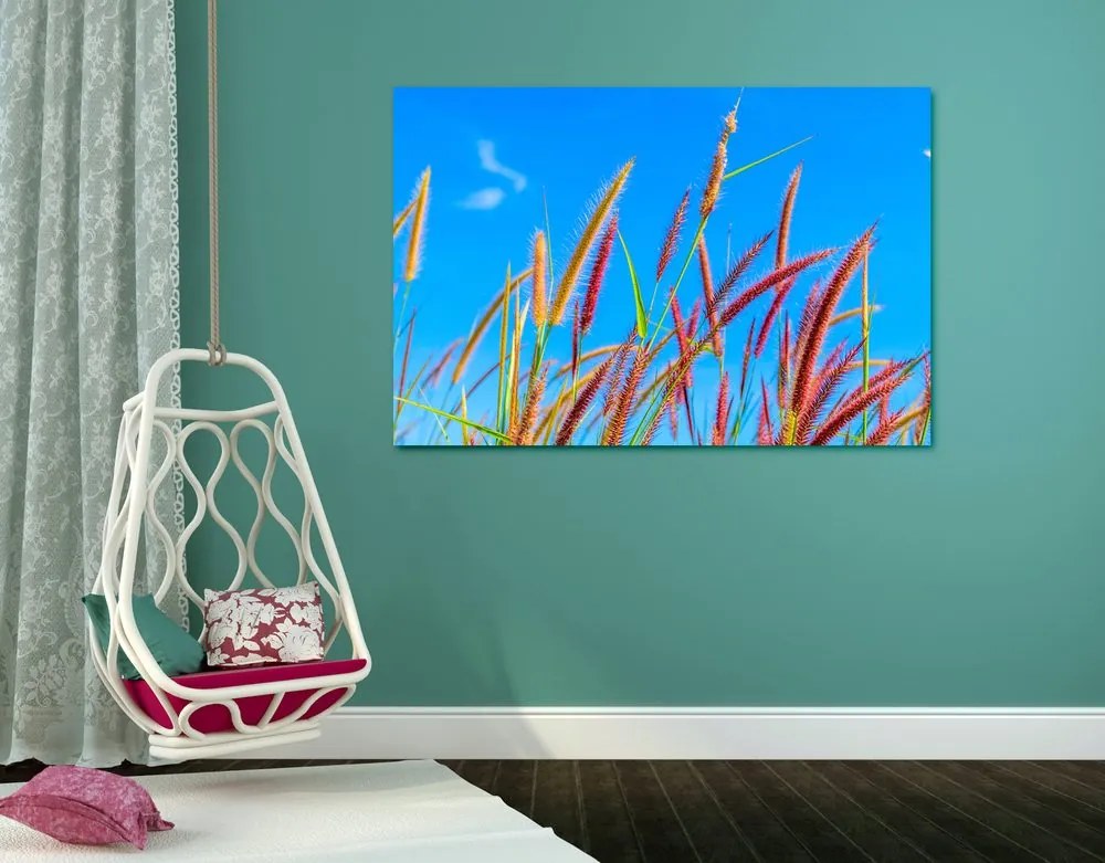 Quadro su tela – Erba selvaggia sotto il cielo blu