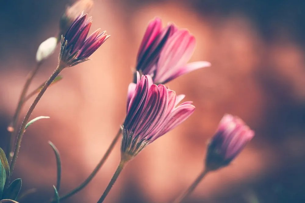 Carta da parati autoadesiva – Delicati fiori rosa