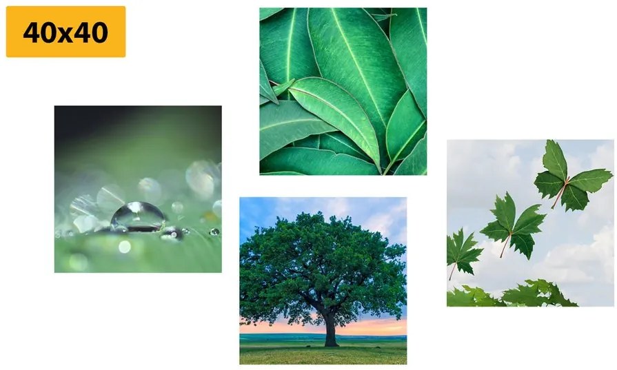 Set di quadri – Natura piena di verde