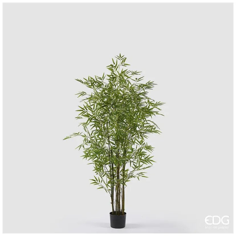 EDG - Enzo De Gasperi pianta di Bamboo Con Vaso H.150