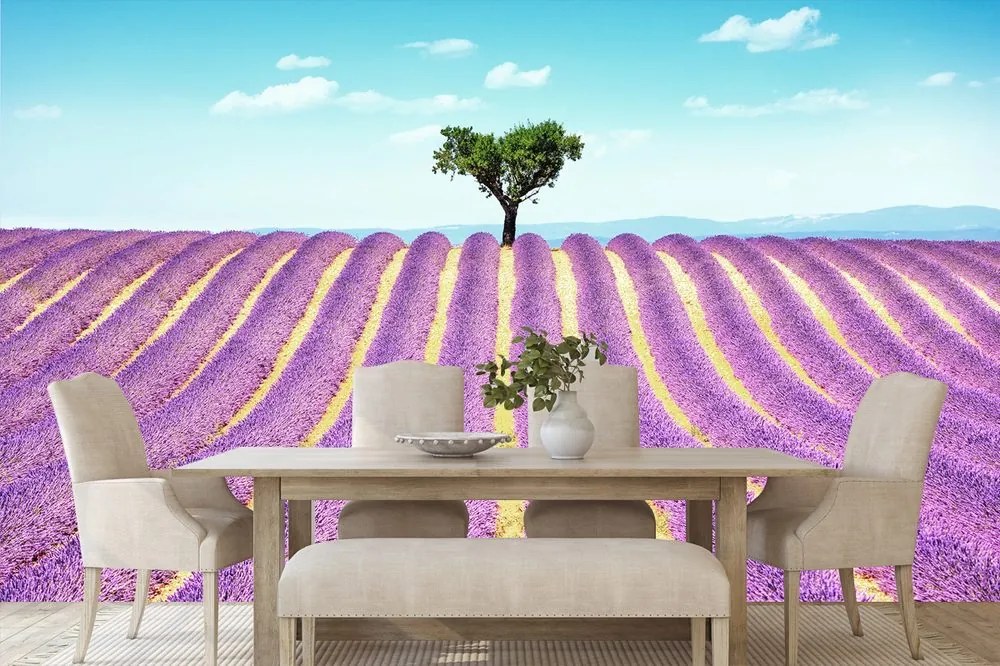 Carta da parati – Campo di lavanda provenzale