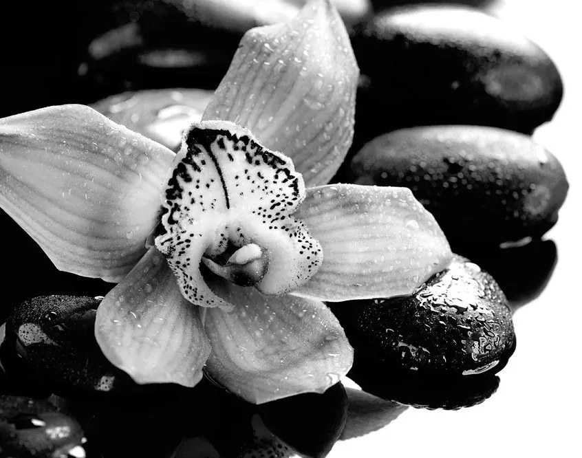 Carta da parati – Orchidea esotica bianco e nero