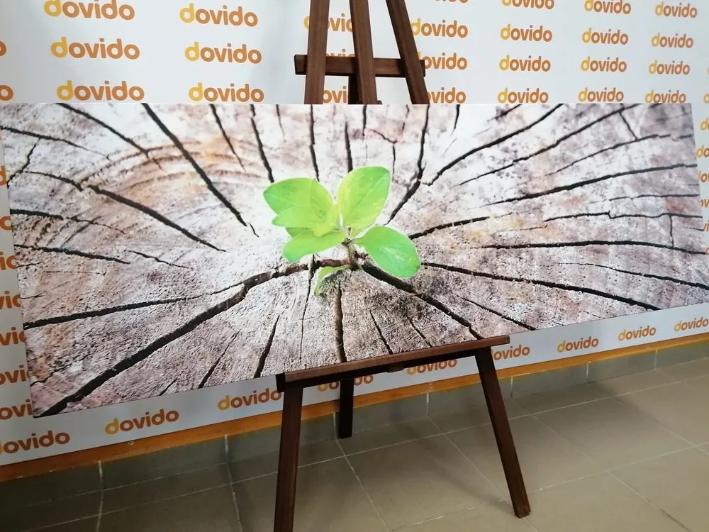 Quadro su tela – Nascita di una nuova vita