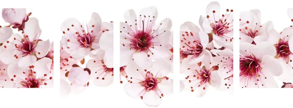 Quadri 5 pezzi – Fiori di ciliegio