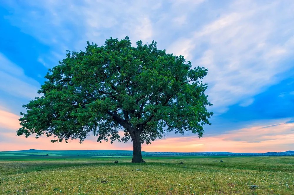 Carta da parati – Quercia solitaria
