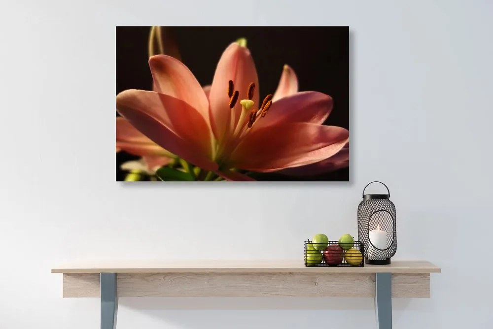 Quadro su tela – Splendido giglio rosa su sfondo nero