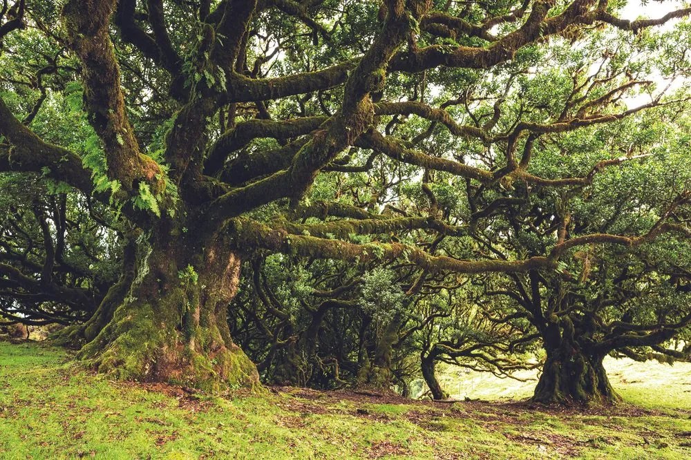 Carta da parati autoadesiva – Alberi coperti di muschio