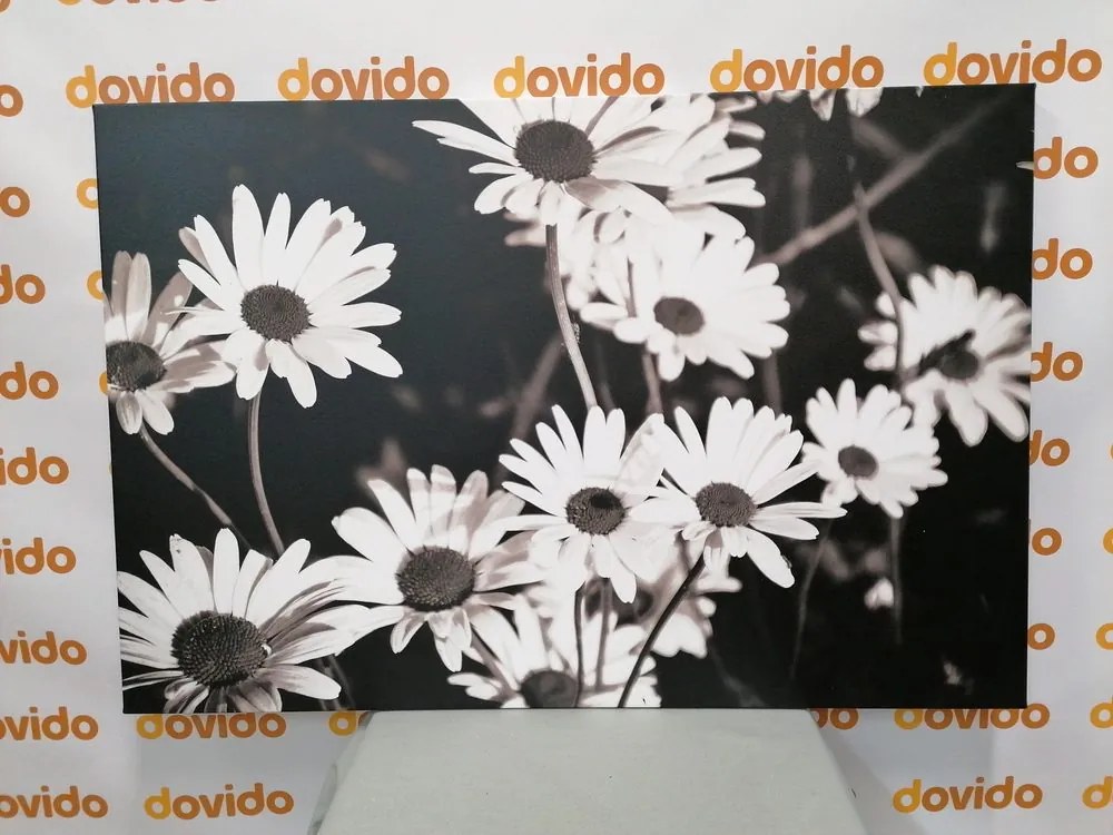 Stampa su tela – Margherite in giardino in bianco e nero
