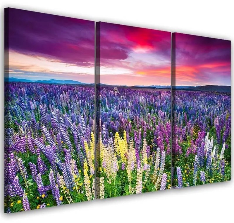 Quadro su tela 3 pezzi Campo di lavanda Natura  Dimensioni 120x80