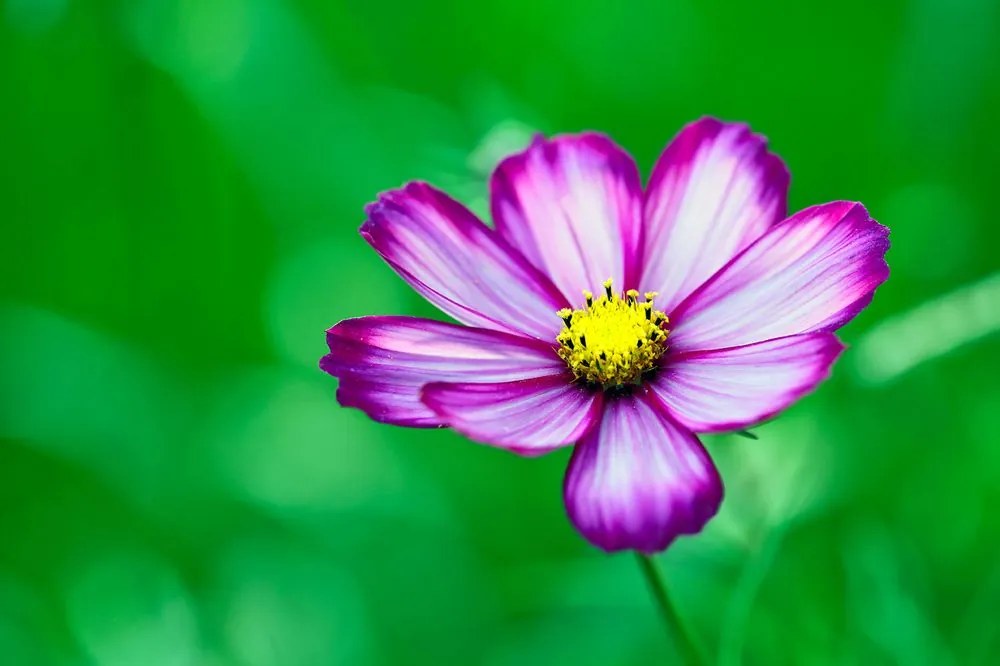 Carta da parati autoadesiva – Fiore da giardino di cosmea