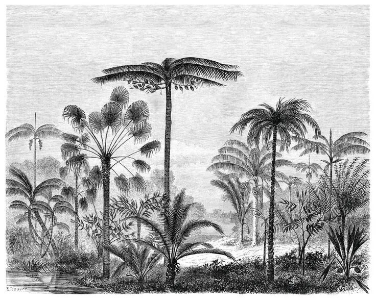 Fotomurale Paesaggio palme, bianco e nero