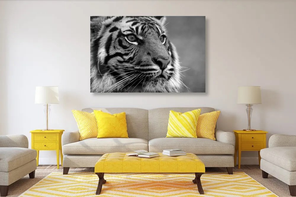 Stampa su tela – Tigre del Bengala in bianco e nero
