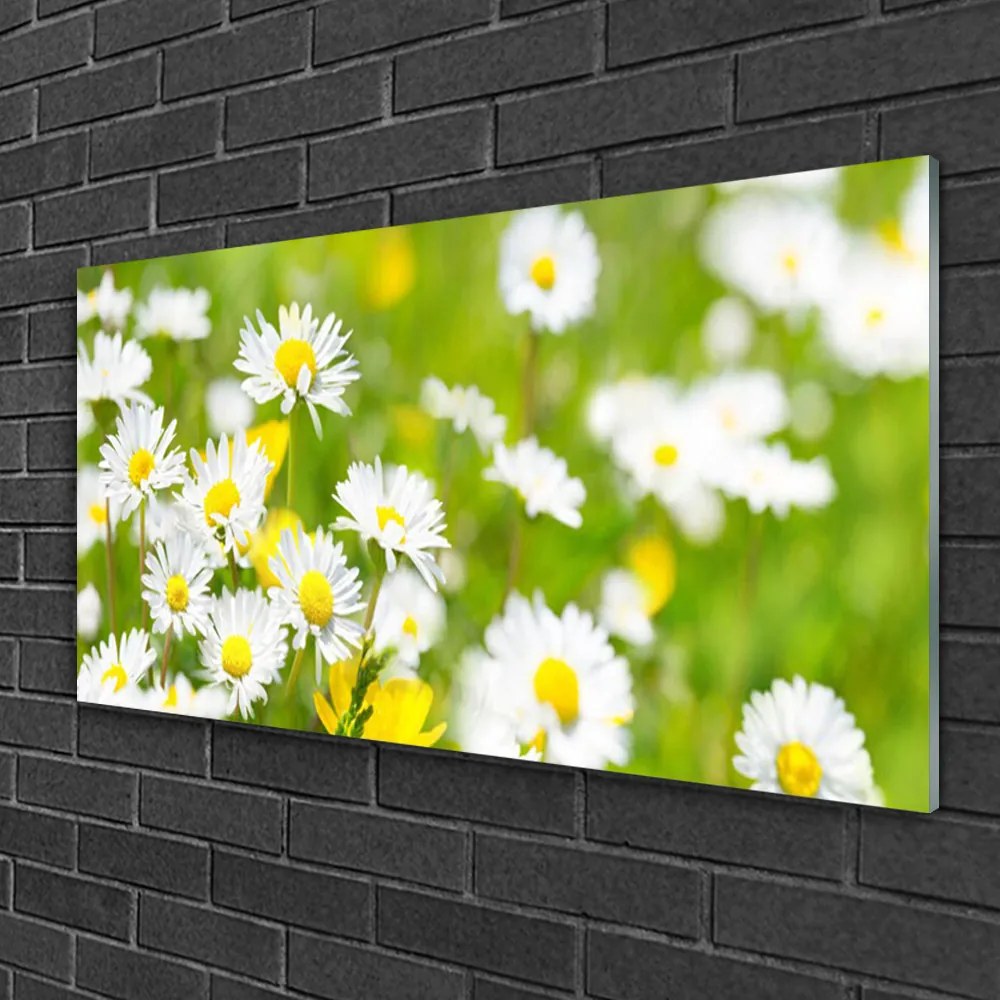 Quadro in vetro Pianta di fiori di margherita 100x50 cm